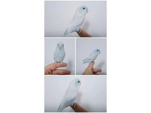 Takım rainbow muhabbet kuşları