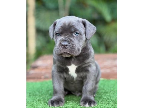 Son derece sağlıklı ve kaliteli cane corso bebekler