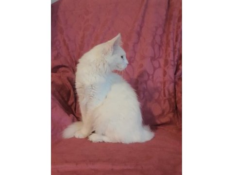 Mainecoon beyaz disi