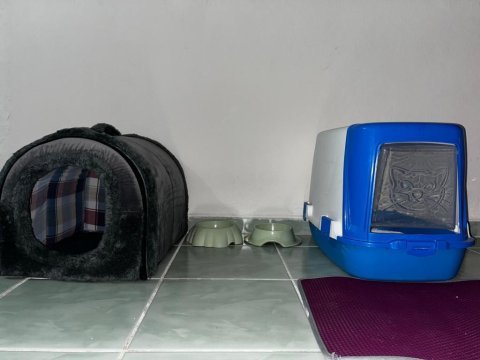British shorthair blue point