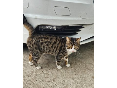 Ücretsiz ev kedisi lili