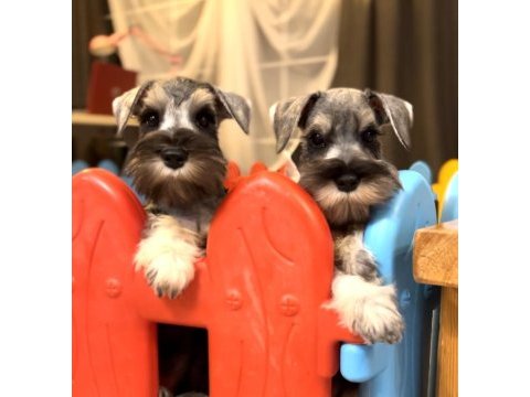 Fcı secereli miniatute schnauzer yavruları