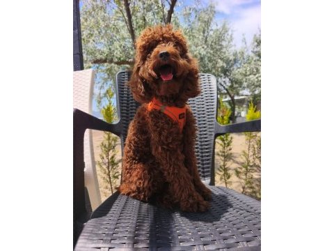 Toy poodle yavrularımız 8 aylık