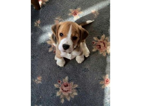 Beagle bebekler