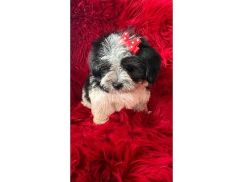 Morkie bebeklerimiz çok özel