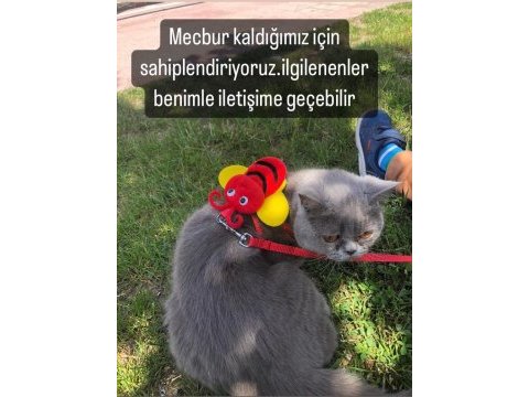 Acil sahiplendirme yapılacaktır british