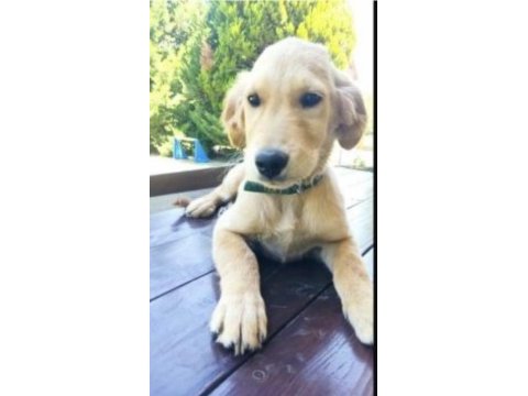 5 aylık sereceli golden retriever