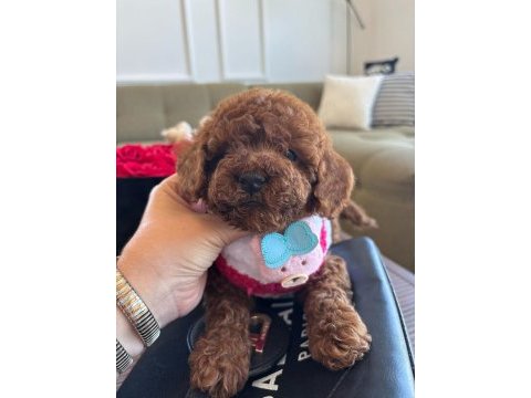 Minik poodle yavrum barbie