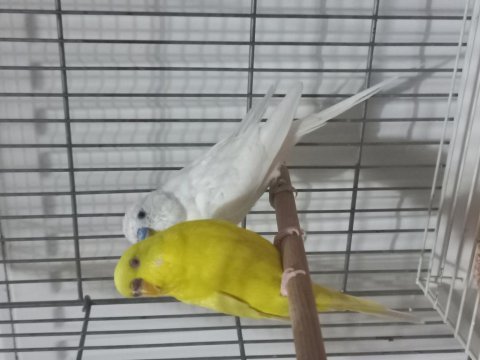 Albino df erkek lutino dişi çift muhabbet kuşu