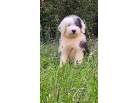 Trde nadir ırklardan bobtail yavrularımız