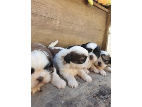 Shih tzu köpekler