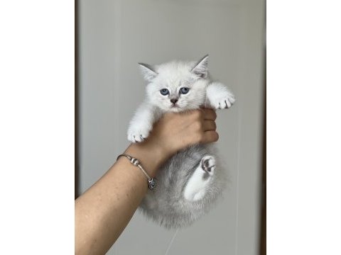 Hemen teslim british shorthair yavrum