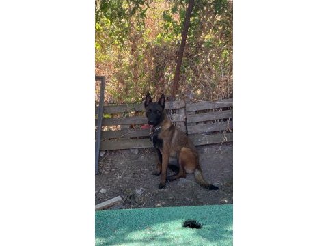 Belçika malinois