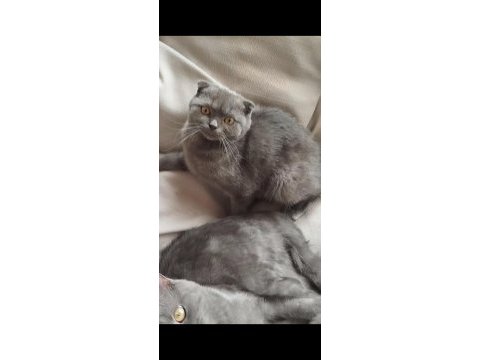 Biri 3 aylık ikisi 7 aylık scottish fold
