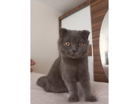 Scottish fold erkek kedimiz