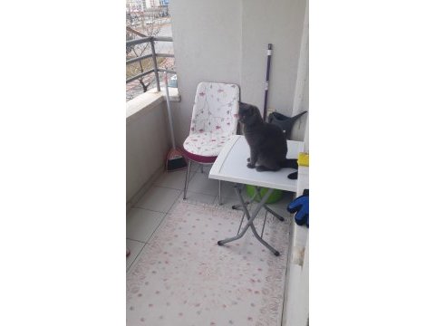 Reis ilanda british shorthair