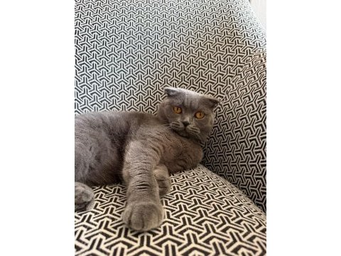 2 yaşında kısır scottish fold dişi