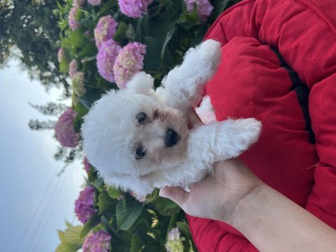Orjinal kar beyaz bichon frise yavrular 