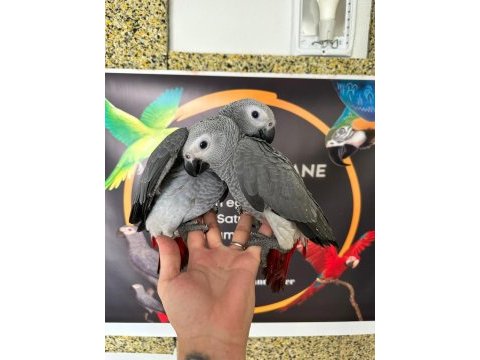 Bebek jako papağanı