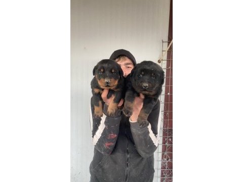 Üst kalite orjinal rottweiler yavruları