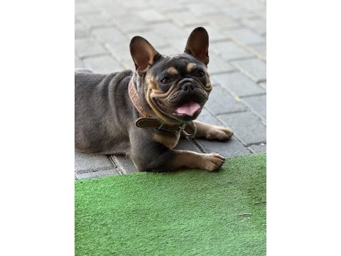 A kalite french bulldog