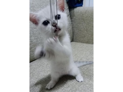 Eğitimli british shorthair
