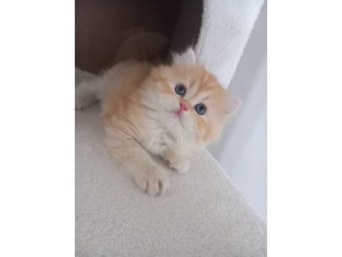 Golden british longhair 55 günlük