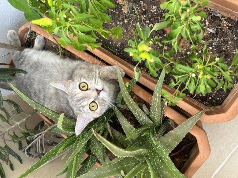 British shorthair dişi 1 yaşında