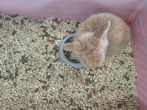 Teddy lop tavşan 2 aylık