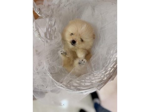 Teddy bear pomeranian boo