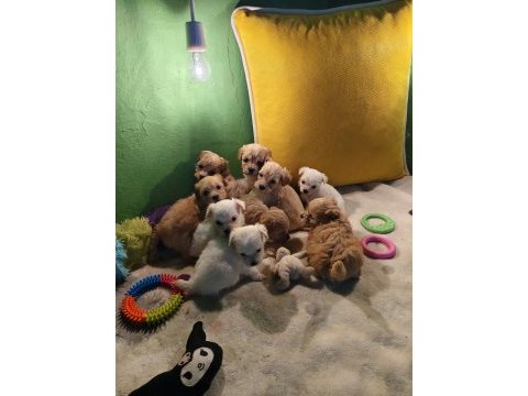 Sevimli maltipoo köpeklerim