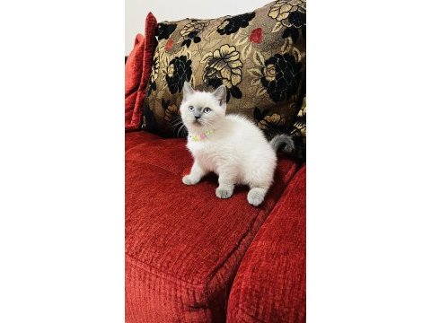 Safkan blue point son bir adet british shorthair