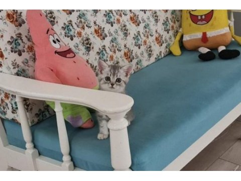 British shorthair yeni sıcak yuvamızı arıyoruz