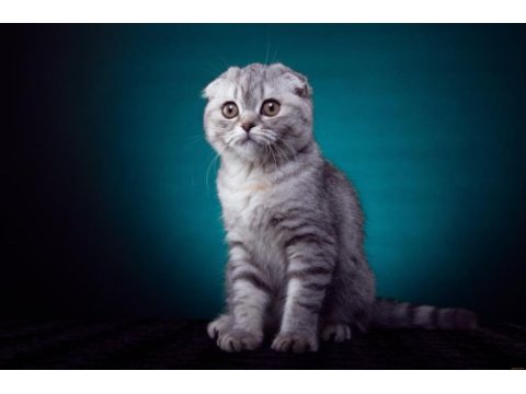 Scottish fold kittens