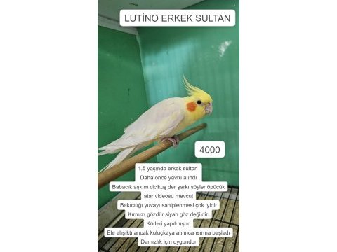 Üretime uygun erkek sultan papağanları