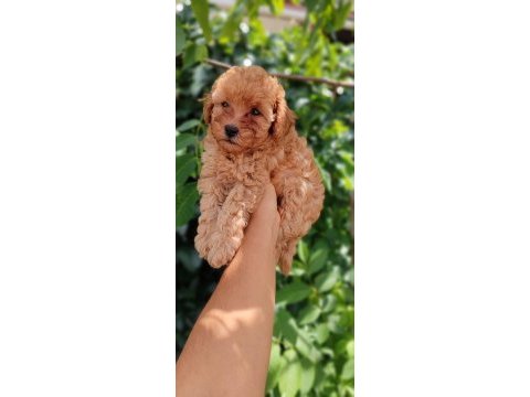 Orjinal toy poodle