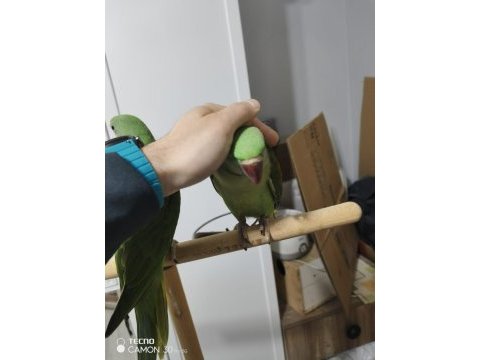 4-5 aylık erkek iskenderler