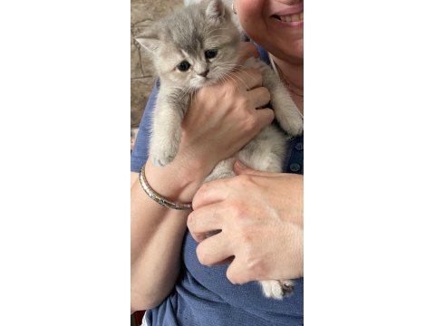 2 aylık british shorthair yavruları
