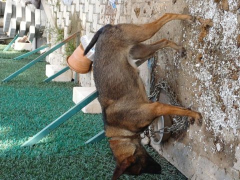 Akıllı malinois kız sahiplendirilecek