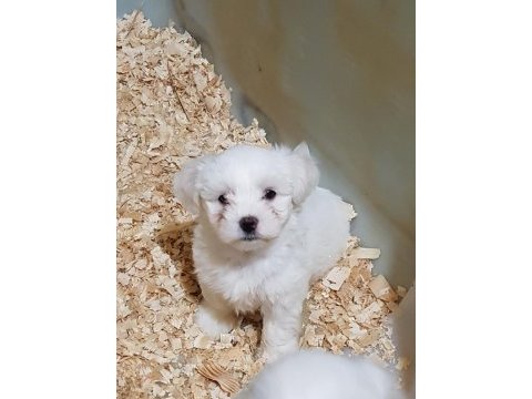 A kalite gerçek orjinal maltese yavrular