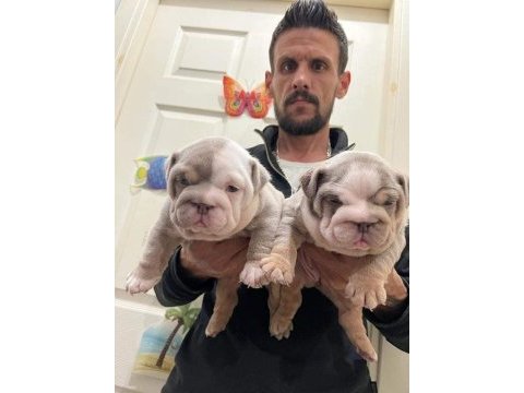 Renkli ingiliz bulldog çocuklar