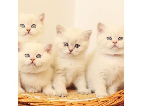British shorthair yavruları