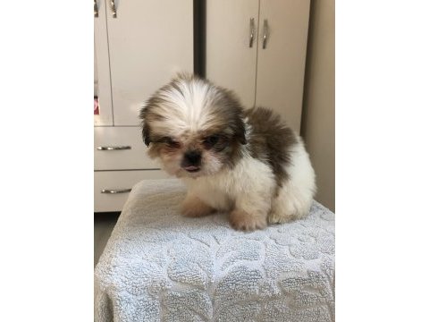 Shih tzu yavrularım yeni ailesini bekliyor