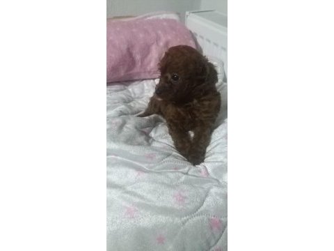Kore dark red erkek yavru poodle