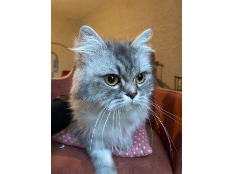 9-10 aylık dişi british longhair (ücretsiz sahiplendirme)