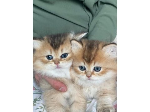 Safkan british longhair yavrular yuva arıyoruz