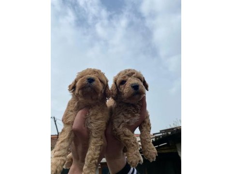 Orijinal toy poodle yavrular