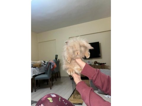 Safkan teddy lop tavşanı