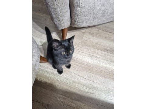Siyah british shorthair yavru yeni yuvasını arıyor