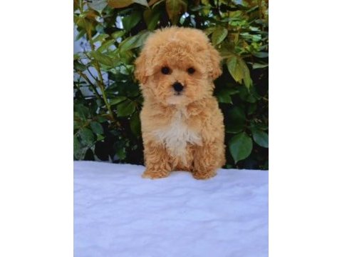 Maltipoo yavrularımız 